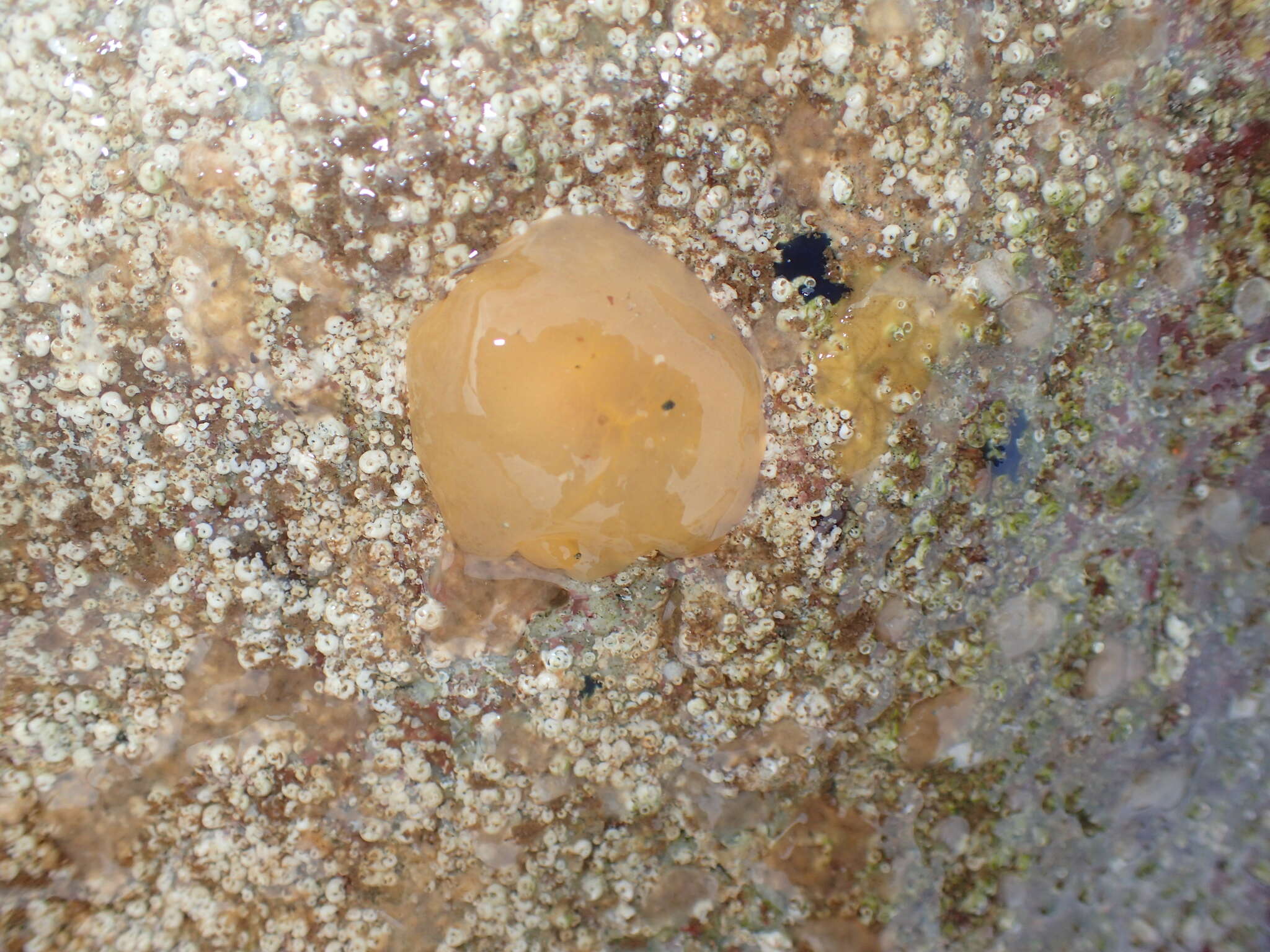 Image of yellow-plumed sea slug