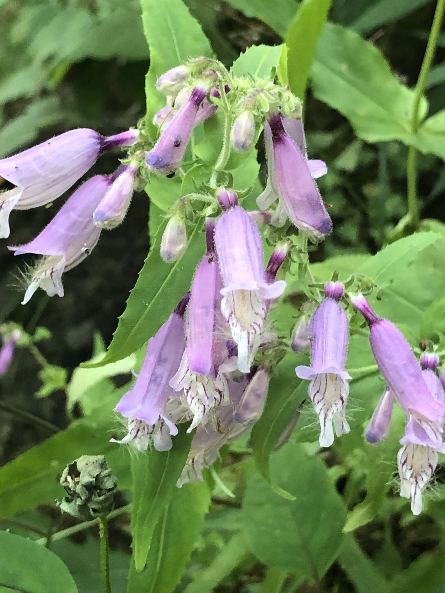 Image of Small's beardtongue