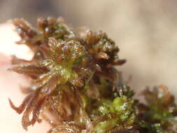 Sphagnum mendocinum Sullivant 1874的圖片