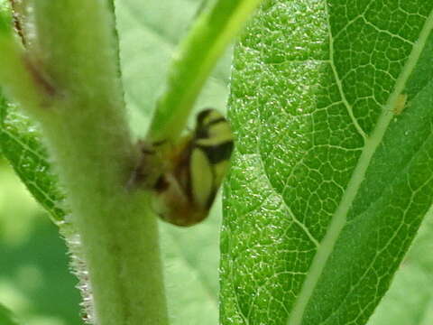 Image of Dogwood Spittlebug