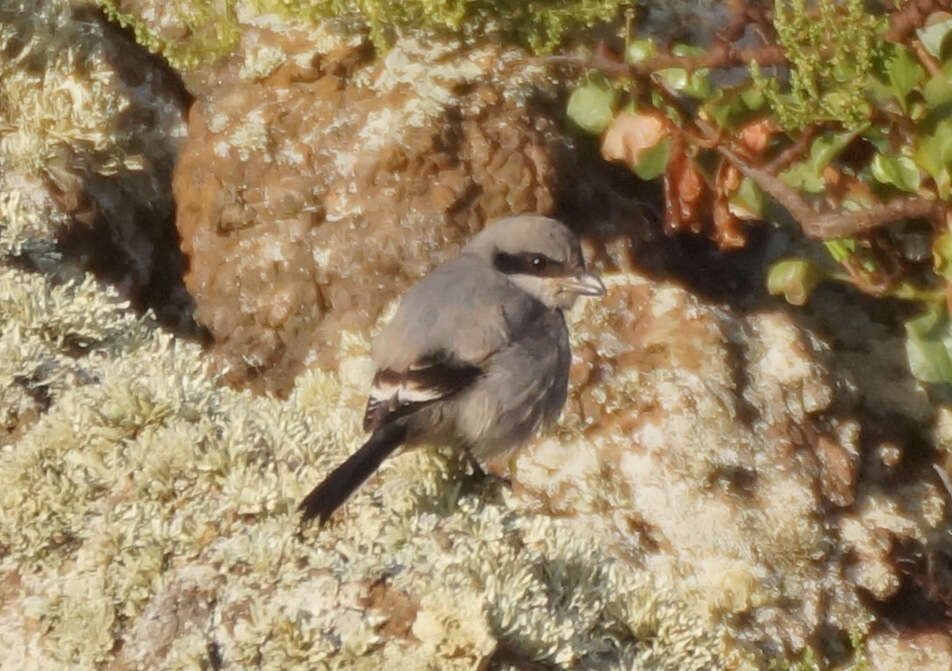 Image of Lanius excubitor koenigi Hartert 1901