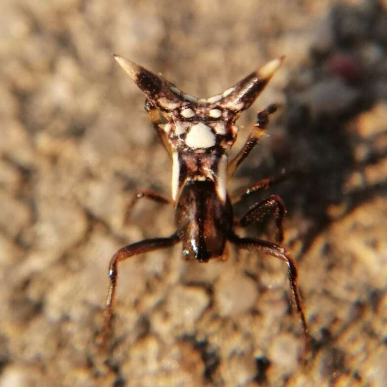 Image of Micrathena evansi Chickering 1960