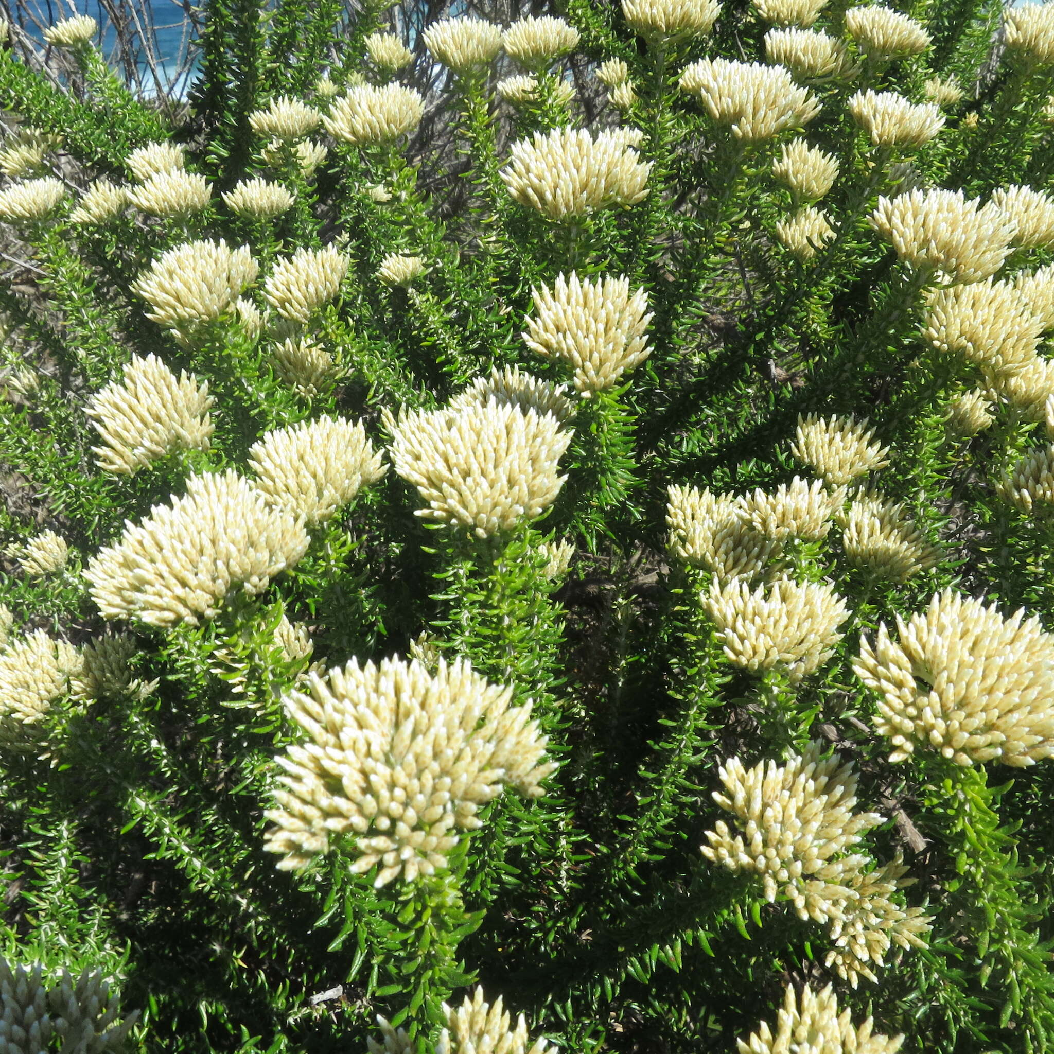 Image of Strandveld Blombush