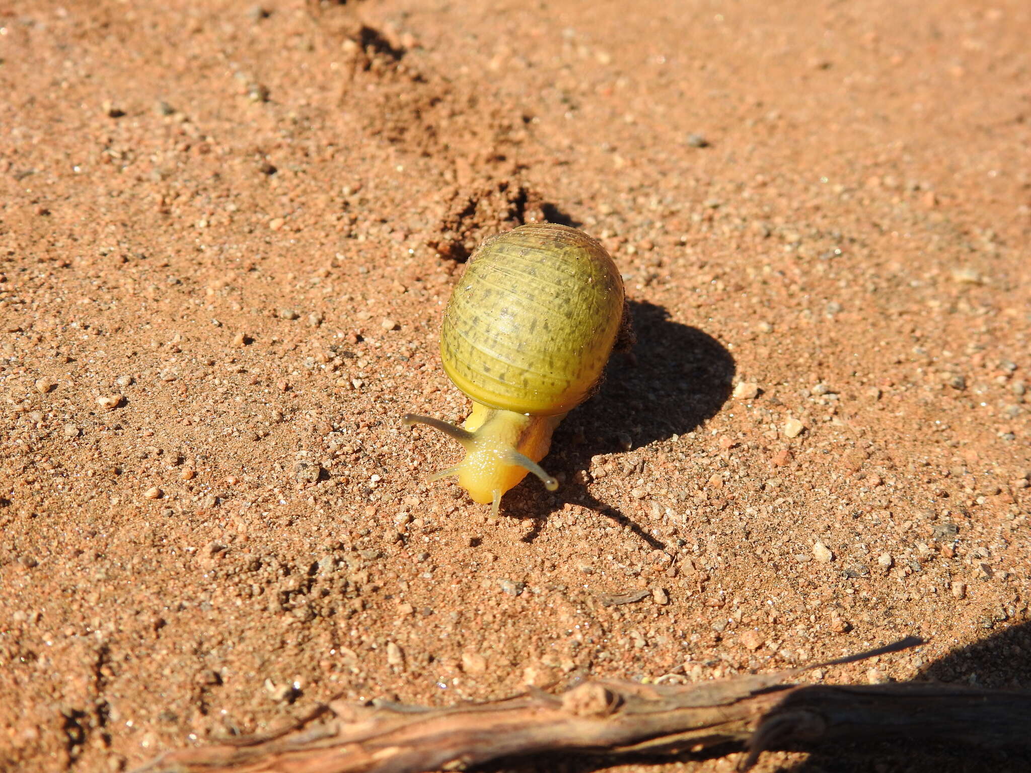 Image of Green Garden Snail