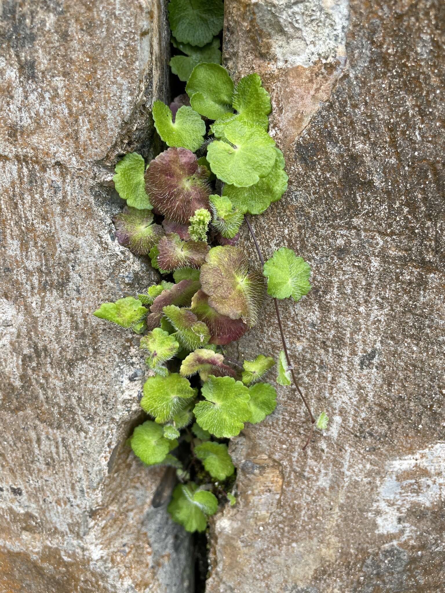 Image de Hydrocotyle hirsuta Sw.