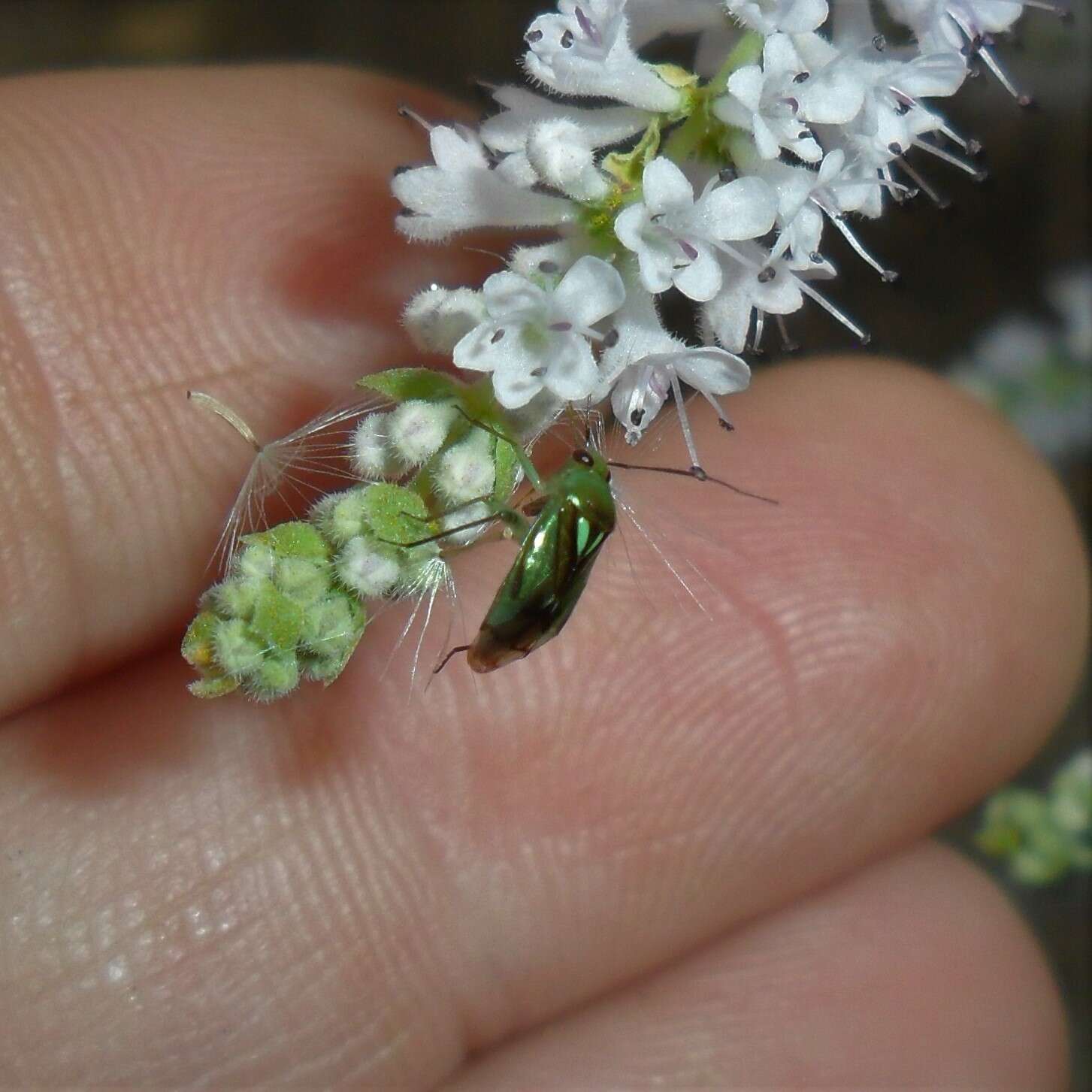 Image of Plant bug