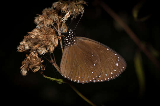 Image of Euploea tulliolus koxinga Fruhstorfer 1908