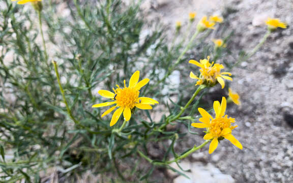 Plancia ëd Ericameria linearifolia (DC.) L. E. Urbatsch & J. R. Wussow