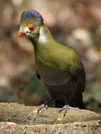 Image of White-cheeked Turaco