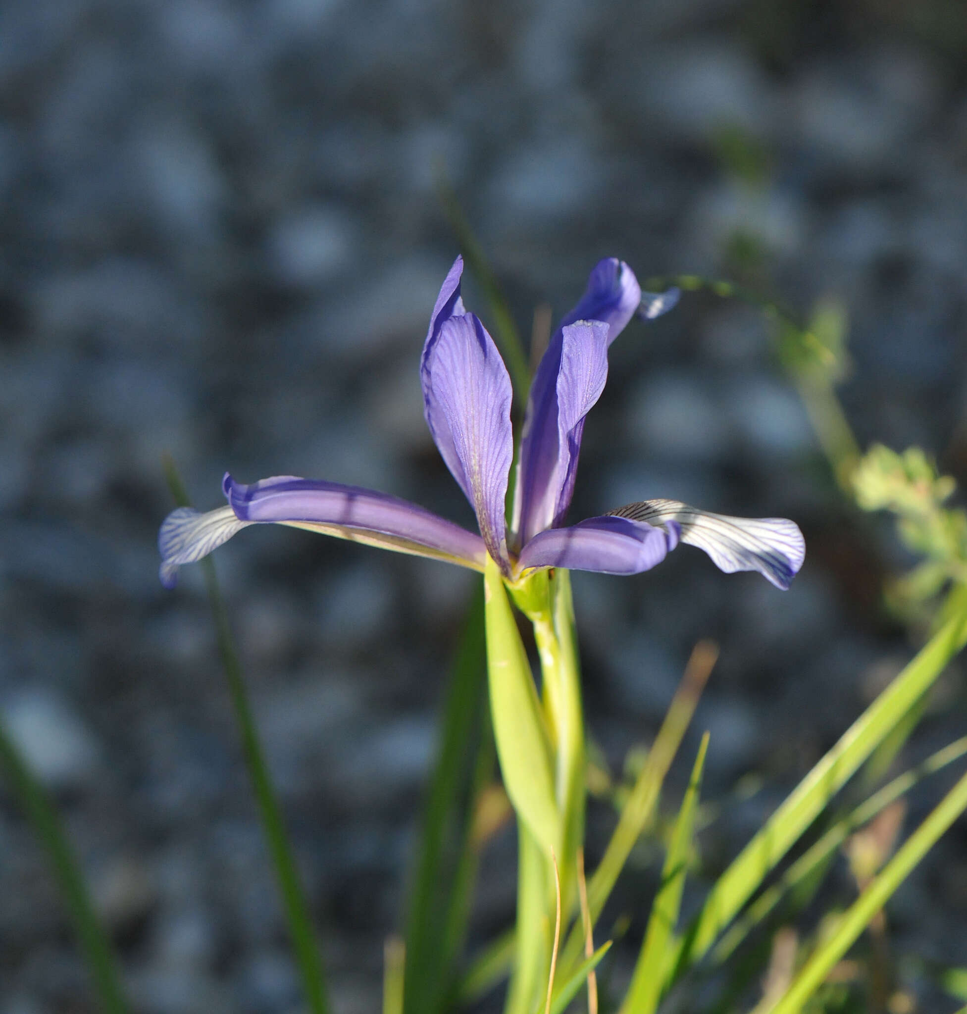 Image of Iris sintenisii Janka