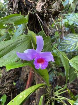 Image of Sobralia decora Bateman