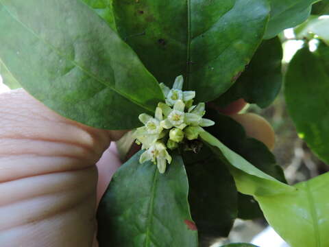 Image of Erythroxylum cuspidifolium Mart.