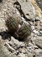 Image of Lloyd's hedgehog cactus