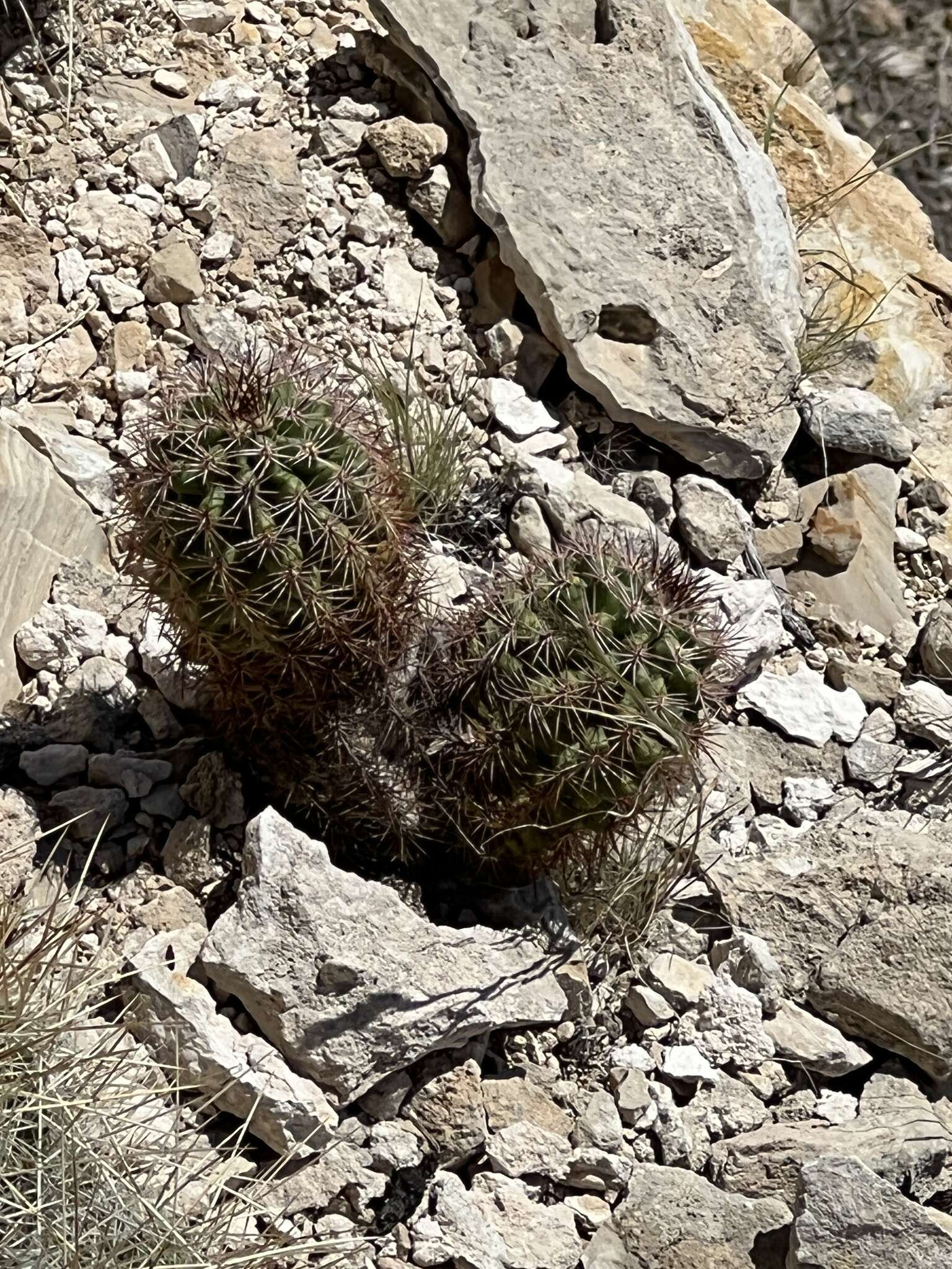 Image de Echinocereus roetteri (Engelm.) Rümpler