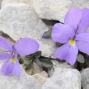 Sivun Viola cenisia L. kuva