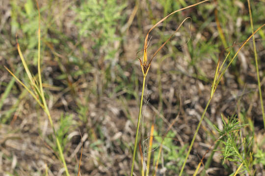 Image of Sand Flat Sedge