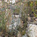 Image of Osteospermum imbricatum subsp. imbricatum