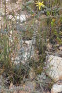 Image de Osteospermum imbricatum subsp. imbricatum