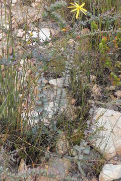 Osteospermum imbricatum subsp. imbricatum的圖片