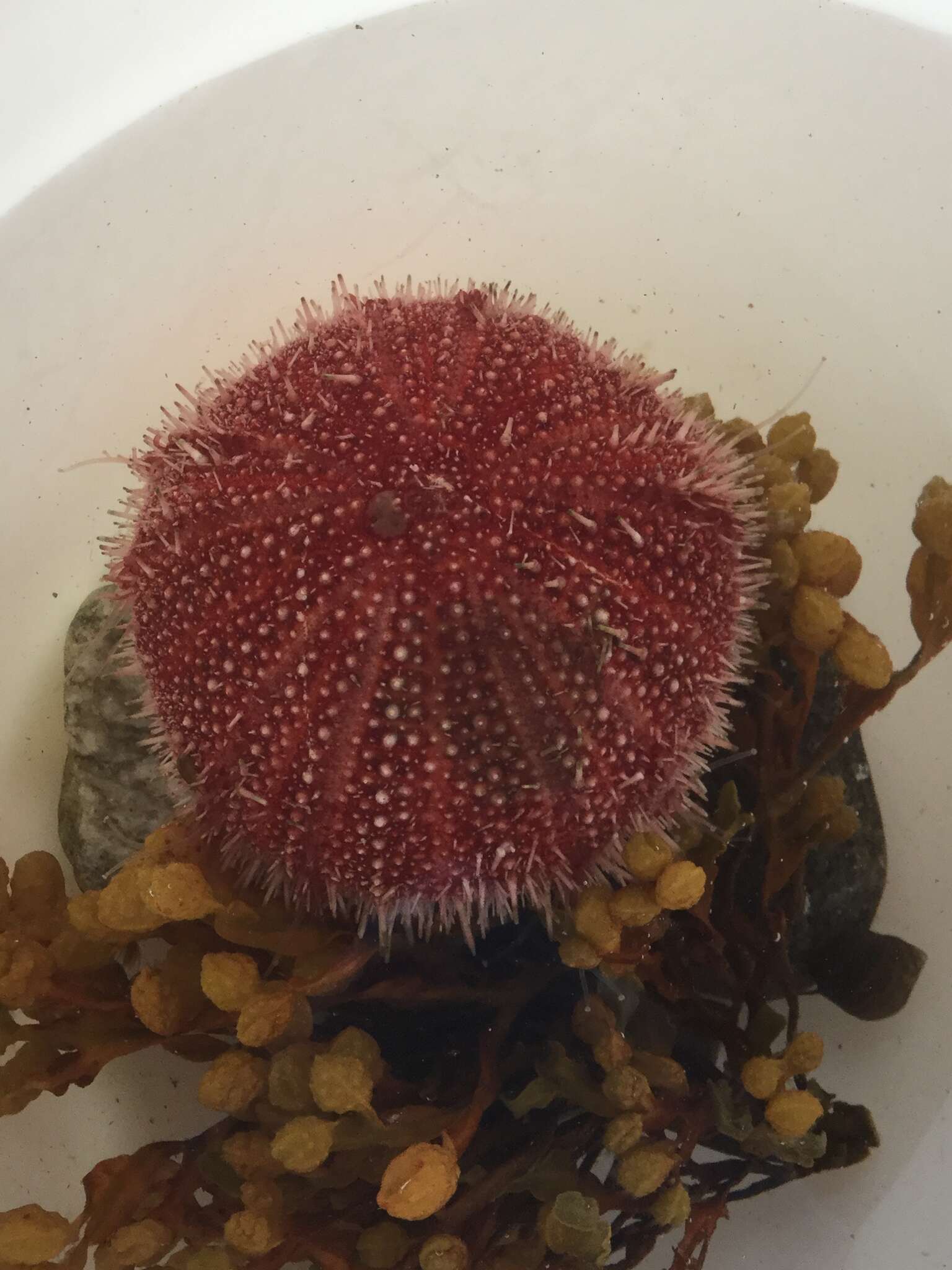 Image of Edible sea urchin