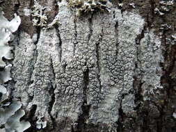 Image of pore lichen