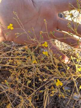 Image of threeray tarweed