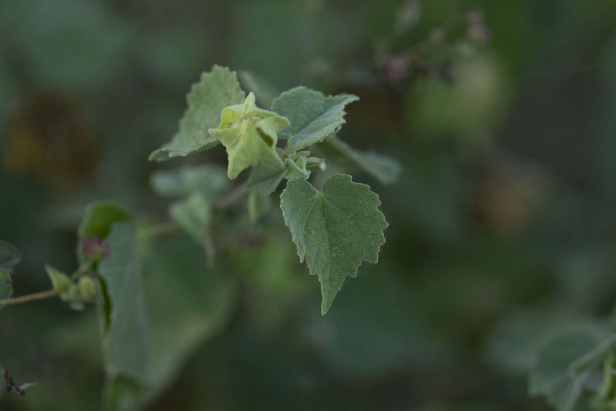 Image of Berlandier's Indian mallow