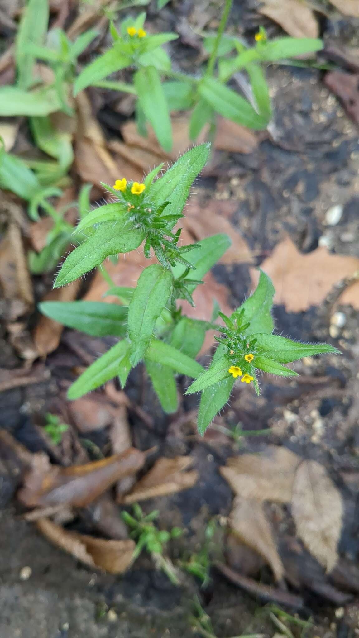 Plancia ëd Amsinckia menziesii var. menziesii