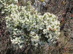 Image of Erica viscidiflora Esterhuysen