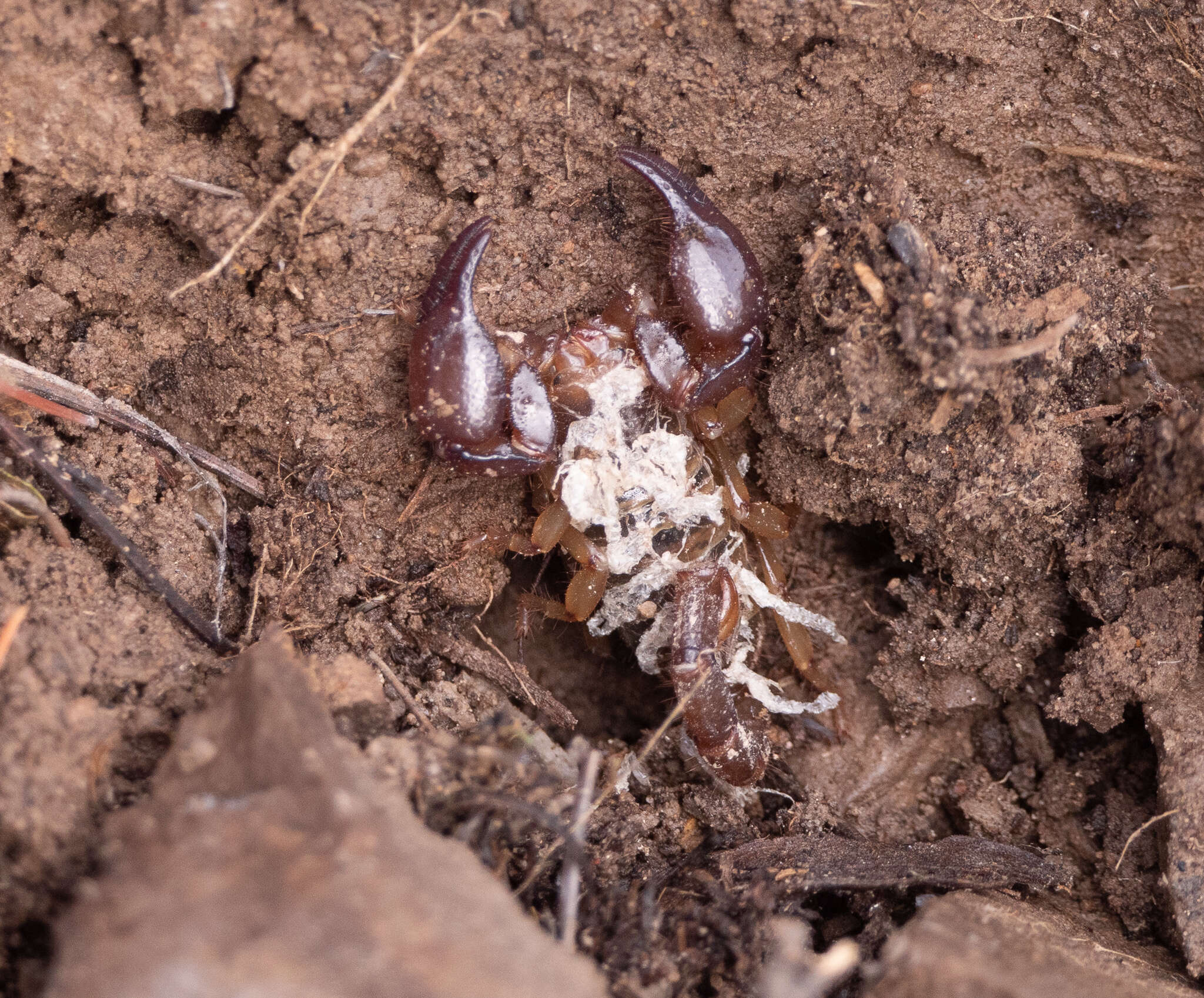 Image de Diplocentrus peloncillensis Francke 1975