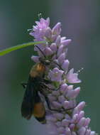 صورة Psorthaspis sanguinea (Smith 1855)