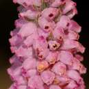 Image of Erica alopecurus var. alopecurus