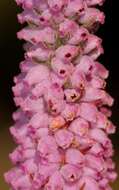 Image of Erica alopecurus var. alopecurus