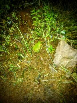 Image of Mediterranean Tree Frog