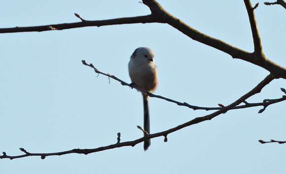 صورة Aegithalos caudatus caudatus (Linnaeus 1758)