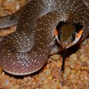 Image of White-lipped Herald Snake