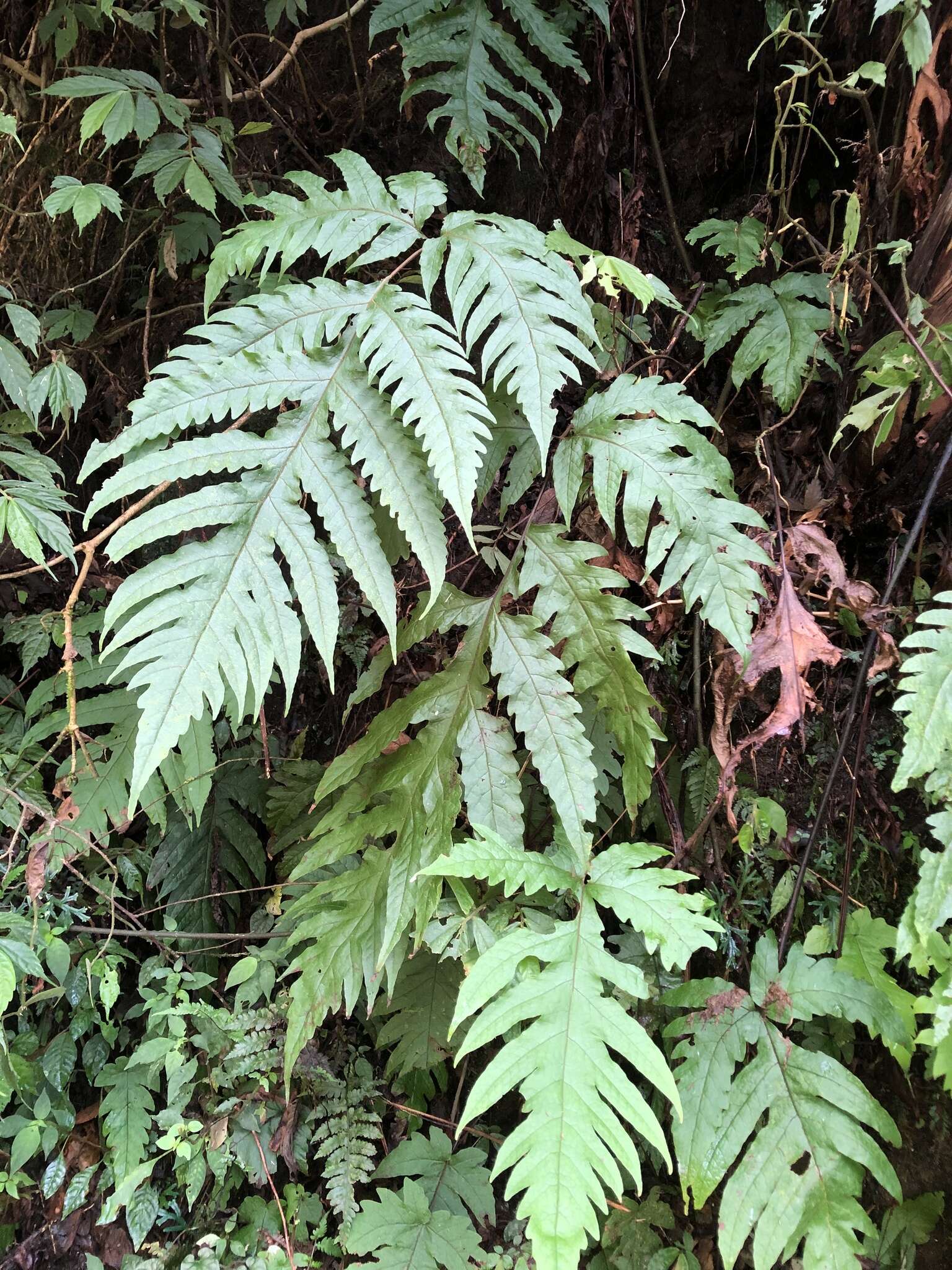 Image of Tectaria griffithii (Bak.) C. Chr.