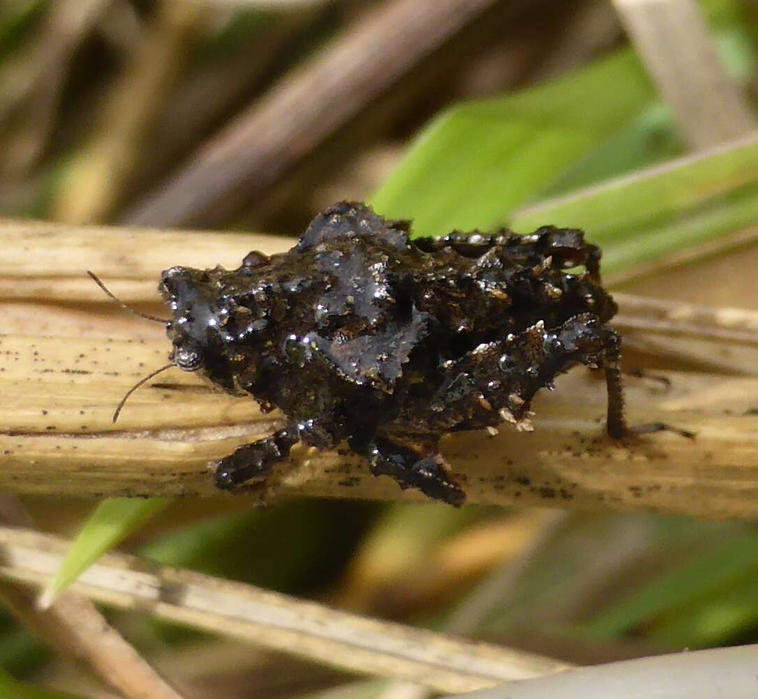 Image of Trachytettix bufo bufo (Costa & A. 1864)