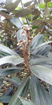 Image of Miconia versicolor Naud.