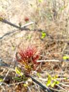 Image of Combretum violaceum (Tul.) C. C. H. Jongkind