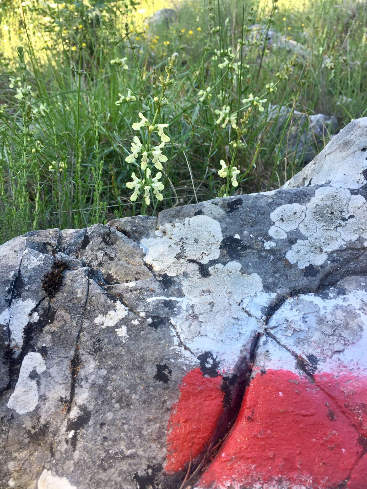 Image of Stachys recta subsp. recta