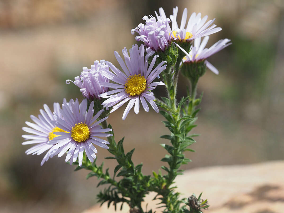 Image of Dune daisy