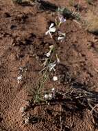 Image de Boechera formosa (Greene) Windham & Al-Shehbaz