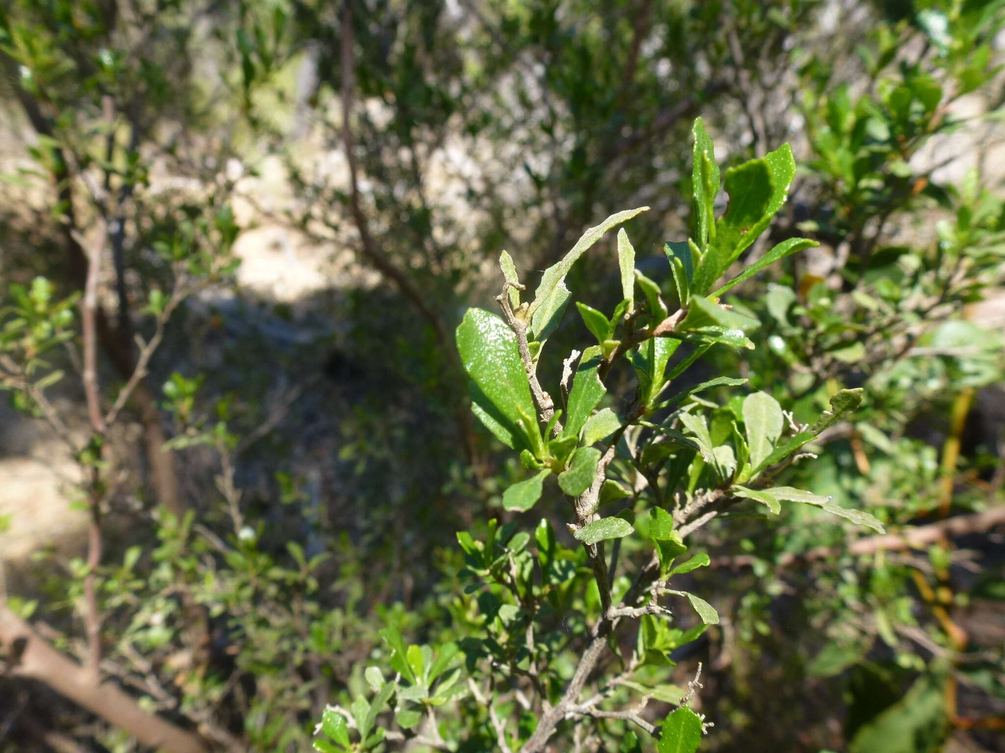 Image of wedge-leaf hopbush