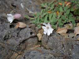 Image of Silene uniflora subsp. uniflora