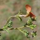 Image of Jamesbrittenia aurantiaca (Burch.) O. M. Hilliard