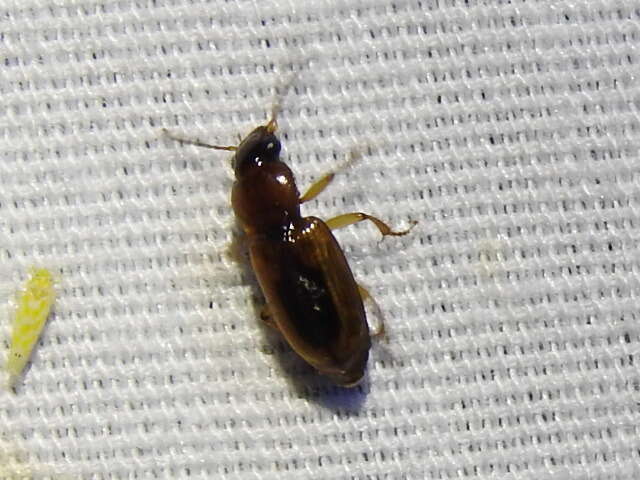 Image of LeConte's Seedcorn Beetle