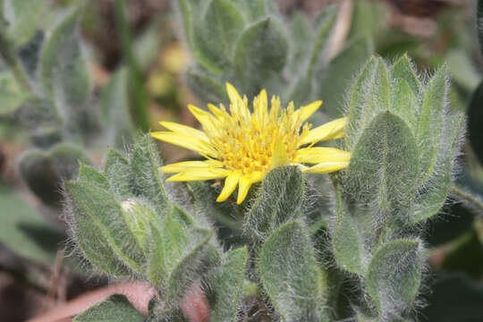 Image of sessileflower false goldenaster