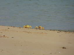 Image of Golden ghost crab