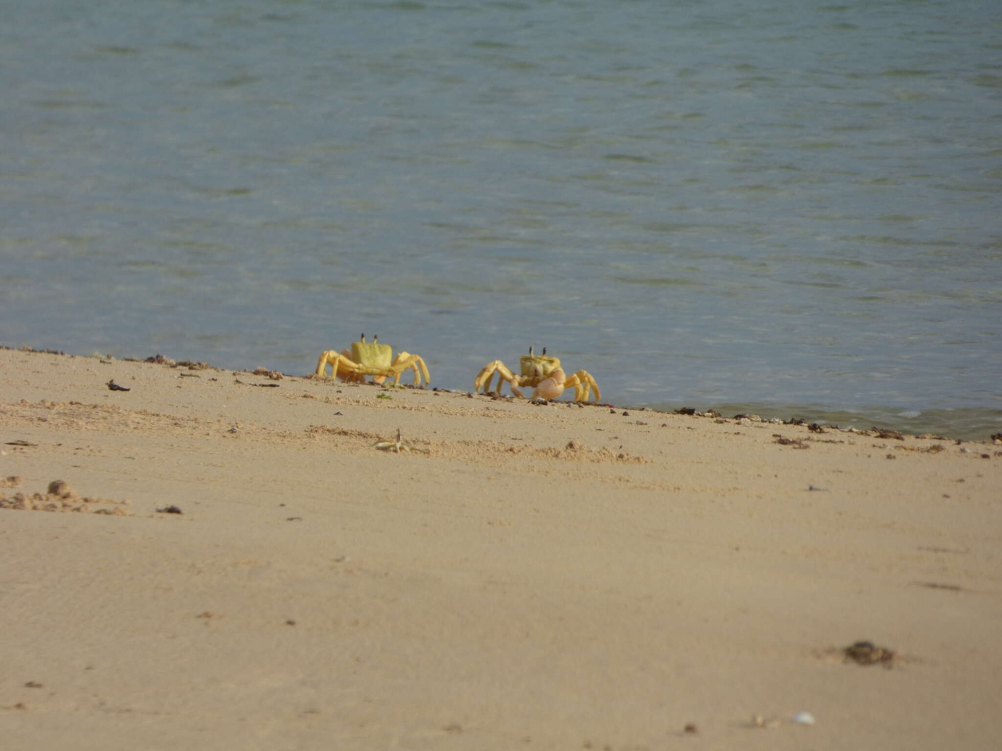 Image of Golden ghost crab